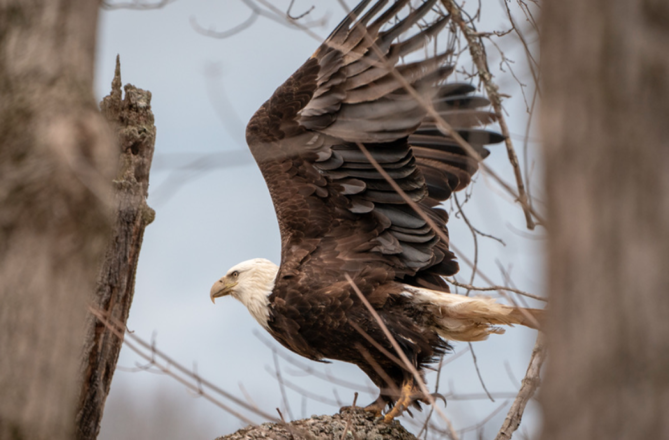 A bald eagle was first spotted in Winton Woods in January.